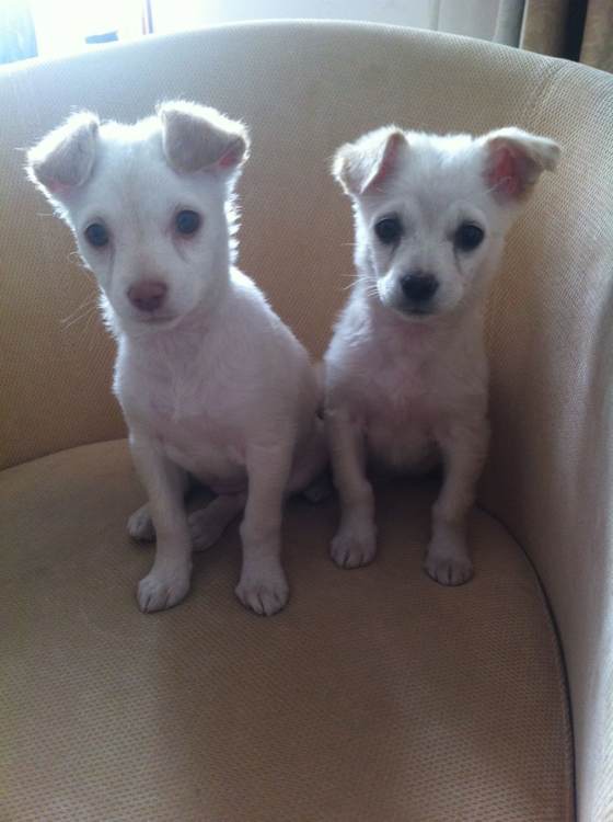 泛亚电竞平台|泡小境界四年级四班家长讲坛:做包子(图3) 泛亚电竞