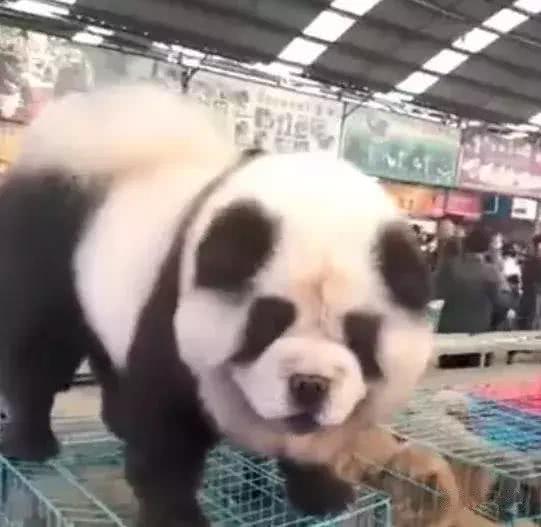 19日西甲推荐:塞尔塔VS阿拉维斯【泛亚电竞平台】(图2) 泛亚电竞平台