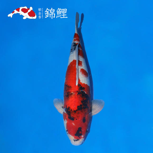 泛亚电竞